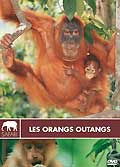 Les orangs outangs