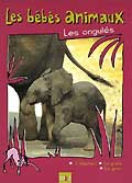Bebes animaux - les ongules