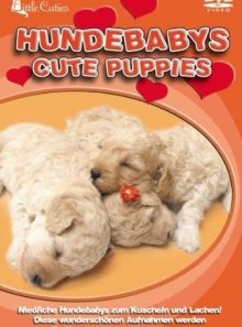 Hundebabys-little cuties - special interest