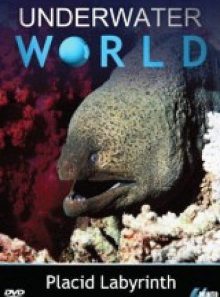 Underwater world - placid labyrinth