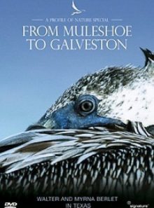 Profiles of nature - from muleshoe to galveston