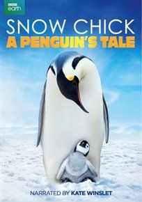 Snow chick a penguins tale
