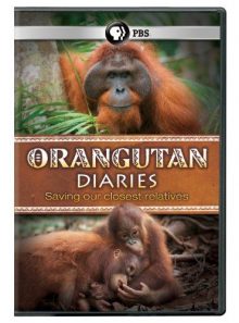 Orangutan diaries