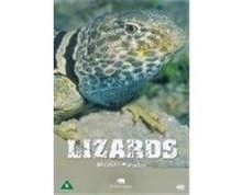 Wildlife paradise - lizards