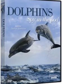 Dolphins: spy in the pod